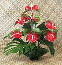 obake anthurium, flowers, FLOWERS, TROPICAL, HAWAII