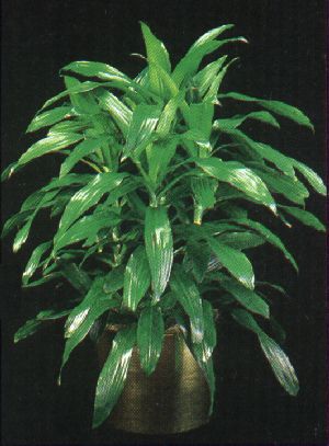 Here is a picture of a Janet Craig Plant