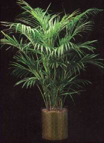 Here is a picture of a Kentia Palm Plant
